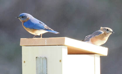 Eastern bluebird male and female standing on a nest box.