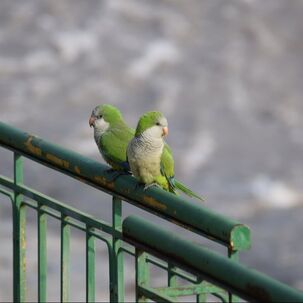 Two green parrots sitting next to each other on a green fence
