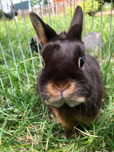 A close-up of a chocolate-colored rabbit's face. The rabbit is in the grass. He has short ears and lighter-colored brown around his nose and mouth.