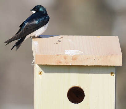 Tree swallow sitting on a nest box.